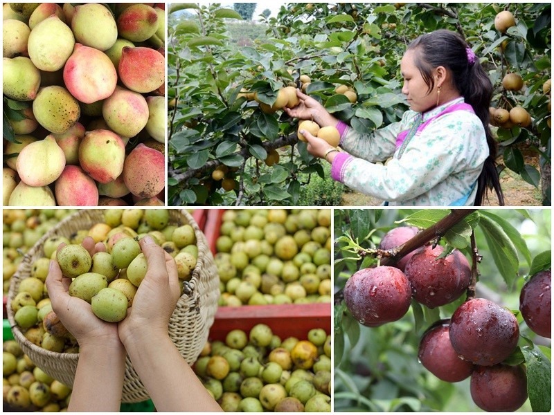 du lịch sapa mùa đào 