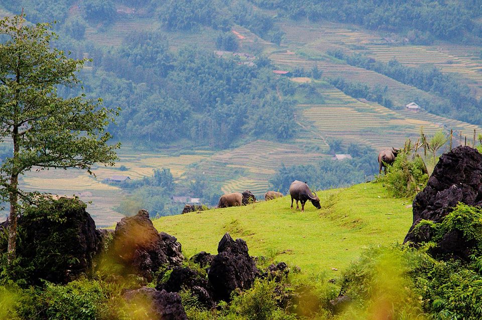 SĂN MÂY THÔN HẦU CHƯ NGÀI SAPA