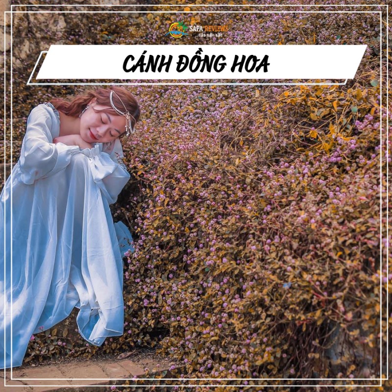 du lịch sapa mùa hoa